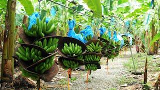 How To Banana Harvesting Cableway - Banana Processing in factory - Banana Farm to harvest