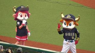 オリックス２０１７　バファローブル君とバファローベルちゃんのおもしろスタメン発表！！　メットライフドーム