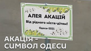 #Media_акцент. АКАЦІЯ - СИМВОЛ ОДЕСИ