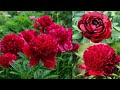 Top Most Beautiful Red Charm Peony - Paeonia - Peonies - Paeonia lactiflora..