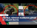 Ketika Warga Kejar Sapi Kurban yang Kabur Hingga ke Jalan Raya