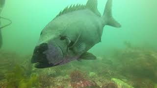 20180805神奈川県江之浦のイシダイの大介 trevally