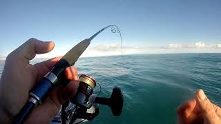 Tarakihi Fishing with Jimmys Bait Co July 2018