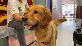 The stray golden retriever with rotten skin finally recovered after rescue