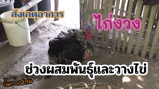 สังเกตุอาการ ไก่งวง ผสมพันธุ์ และวางไข่ |ยิ้มกว้างฟาร์ม