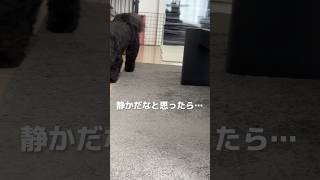 静かだなぁと思ったら… #犬 #dog #youtubeshorts #ミックス犬