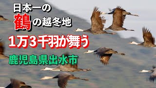 【鶴】１万３千羽が舞う！日本一のツル越冬地