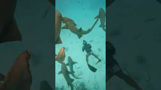 Snorkeling with Nurse Sharks in Maldives