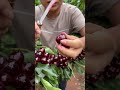 Enjoy life picking and cutting cherry fruit in the farm so fresh #fruit #cherry #agriculture