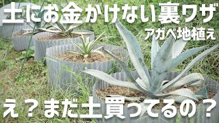 庭の土でOK！土にお金かけずにアガベ育てる方法！実験してます！