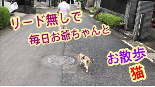 リード無しで散歩する猫(ミーコ)公園までお爺ちゃんについて行くよ！