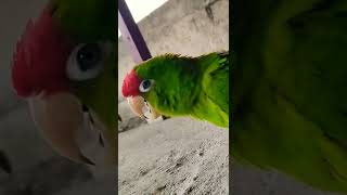 PEPE LUCHO 🦜🦜             El LORO QUE HABLA 📣