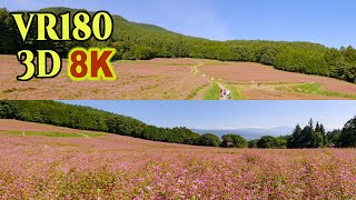 [ 8K 3D VR180 ] 赤そばの里（長野県 箕輪町）ルビー色の広大なそば畑の絶景 Spectacular view of red buckwheat fields in Nagano