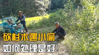 娄娄跟爸爸去砍杉木，巧遇小偷看看娄娄怎么处理，抓起来？【海派小娄娄】