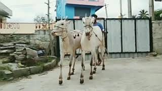 beautiful hallikar oxen pairs video (sold for 1lakh)