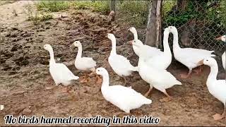 ఖజానా బాతులు #9948899993 #9849235677 #khrfarms 2.0 #duck #bathulu #khajana duck #hen