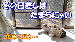 暖かい冬の日差しに至極ご満悦な巨猫のボス吉