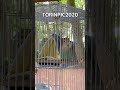 【tolympic2020】コザクラインコの大回転なるか⁈