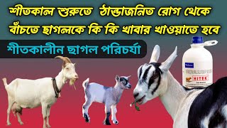 শীতকাল শুরুতে ঠান্ডাজনিত রোগ থেকে বাঁচাতে ছাগলকে কি কি খাবার খাওয়াতে হবে।