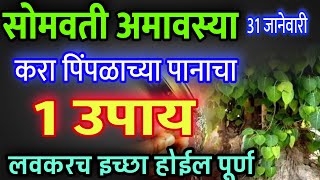 31 January Somvati Amavasya Do this 1 Pimple Leaf Remedy All Wishes will be fulfilled, somvati amavasya