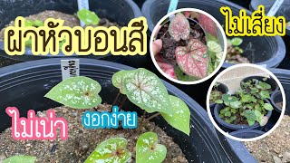 ณ บ้านสวน EP.96 | ผ่าหัวบอนสี งอกง่าย เน่ายาก ใบใหญ่ เสี่ยงน้อย | 31 พฤษภาคม ค.ศ. 2022