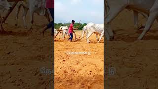 உளவு முறை 🐂 ரேக்ளா மாடுகள் தேனி மலைமாடுகள் #cow #villagebulls #farmanimal #animals #bull