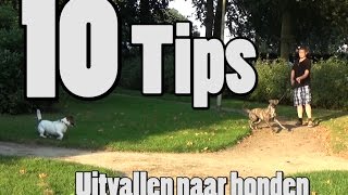 Dog School: 10 tips om uitvallen aan de lijn te trainen