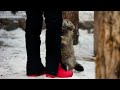 Pallas's cat are happy to see a keeper who brought her a tasty meal