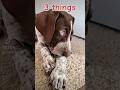 Top 3 things German Shorthaired Pointer GSP puppy....⚠️🥰🐶 #shorts #ytshorts #dog #gsp #viral