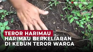 Harimau Berkeliaran di Area Perkebunan, Warga Jambi Takut Beraktivitas | OneNews Update