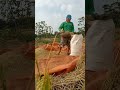 Semangat Nya Para Petani Di Siang Hari‼️#short#viral#beranda#