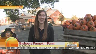 Bishop's Pumpkin Farm