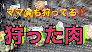 【多肉植物】【ガーデニング】ママ👩も狩ったの⁉️     多肉大好き！なりちゃんパパ　多肉奮闘記その259