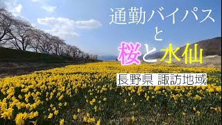 🚙 諏訪エリア・上川通勤バイパスと桜と水仙と。2021年 （BGMあり）/ 長野県 諏訪市 茅野市（ちょっと）