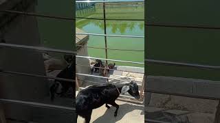 குவா குவா வாத்துக்கள்|இரை உண்ணும் அழகு 🦆 🦆 |#shortvideo #nature #naturelovers