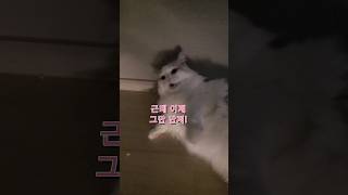 마중냥이 랙돌..다 이유가 있었습니다. #고양이 #랙돌 #페르시안고양이 #로켓배송 #택배