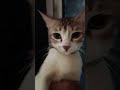 My cute 🥰 cat 🐈 u like #pop #song #cover #animals