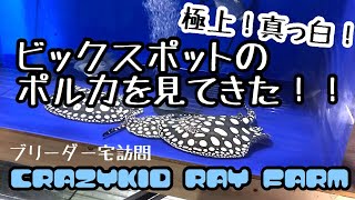 極上！真っ白！！ビックスポットのポルカを見てきた！！