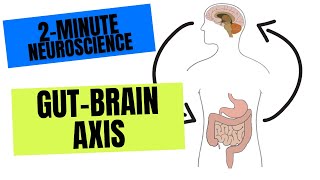 2-Minute Neuroscience: Gut-Brain Axis