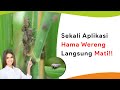 5 Insektisida Paling Ampuh Atasi Hama Wereng Tanaman Padi