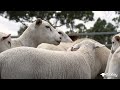 flaxley australian white sheep et success and management