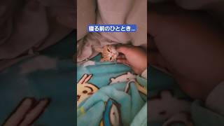 一緒のお布団でごろごろキャッツ #animal #cat #kitten #ねこ #catlover #cute #子猫 #pet #猫動画 #猫のいる暮らし