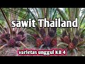 kelapa Sawit unggul hibrida KB 4 Thailand luar biasa