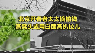 北京开春老太太摘榆钱蒸窝头或用白面蒸扒拉儿