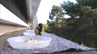 Blaumeisen und Kohlmeisen Blue Tit, Coal Tit