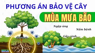 Phương án giúp cây phát triển tốt mùa mưa bão - Các yếu tố kỹ thuật nông dân cần biết  (Phần cuối)