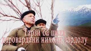 Маслихати Мутахасиси Нихоли Зардолу.Тарзи ба шакл даровардани нихол