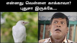 வெள்ளை காகம் | White Crow in chennai | Voice News Media