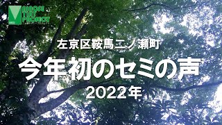 【夏の自然の音】 今年初のセミの声（2022年）| 左京区鞍馬二ノ瀬町（蝉の声・川の音・小鳥のさえずり・リラックス・Q8n-4K）