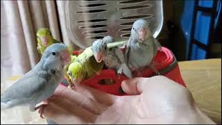 [香港明校太平洋鸚鵡樂園]太平洋鸚鵡,誰上手最快?Who are the fastest go my hand ?Pacific Parrotlet